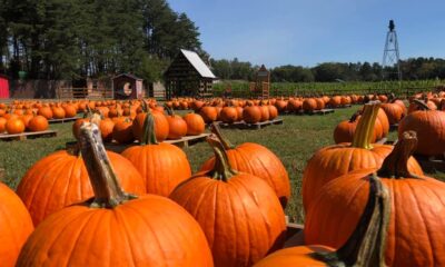 Pumpkin Patch